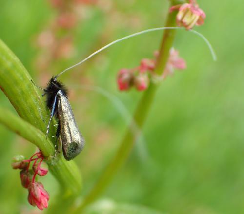 Adela reaumurella